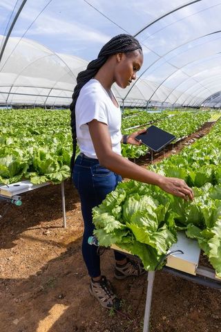 Woman Inspecting Lettuce in Hydroponic Greenhouse with Tablet