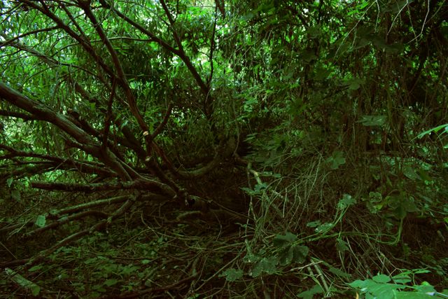 A densely overgrown forest with numerous branches and thick green foliage. The image captures the essence of untamed wilderness and can be used to depict natural environments, promote eco-tourism, or support content related to conservation efforts, nature exploration, and outdoor adventure. Suitable for backgrounds, environmental blogs, and educational materials about forests.