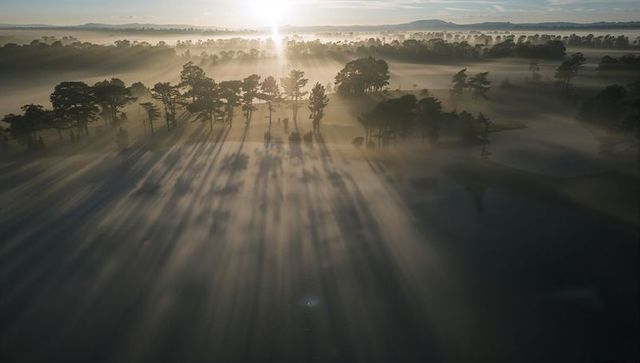 Sunlight piercing morning mist over pine marsh casting long tree shadows at sunrise
