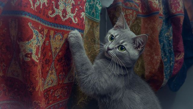 Playful Grey Cat Interacting with Vibrant Tapestry at Home