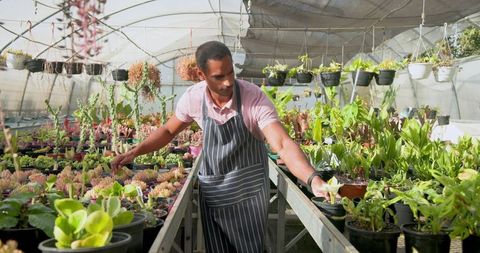Male Nursery Worker Tending Succulents in Greenhouse