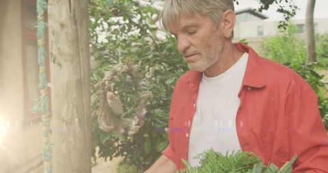 Man Harvesting Fresh Vegetables in Garden with Glowing Sunlight