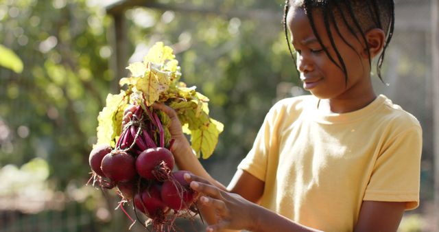 This image shows a young Black child harvesting fresh beets from a garden. This represents healthy eating, farming, and sustainable living. Ideal for promoting gardening programs, educational materials on agriculture, and articles on healthy lifestyles.