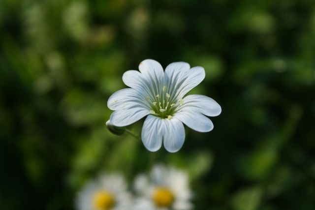 Shows white flower blooming in green field. Suitable for nature-related projects, background images for websites, floral arrangements, posters, or environmental awareness campaigns.