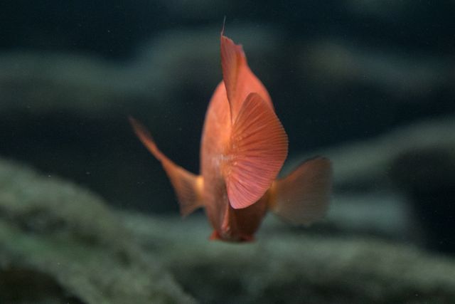Cyprinid Goldfish Fish - Download Free Stock Photos Pikwizard.com
