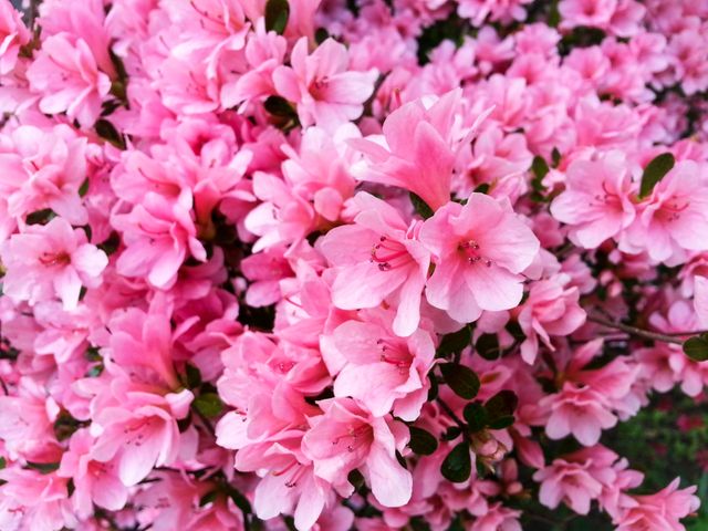 Close-Up of Blooming Pink Azalea Flowers in Spring - Download Free Stock Photos Pikwizard.com