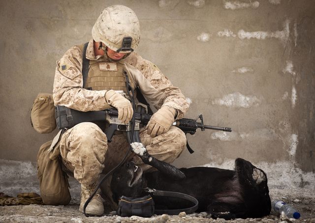Soldier Petting Dog During Military Operation - Download Free Stock Photos Pikwizard.com