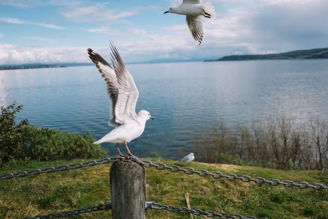 Seagulls are taking flight in a calm lakeside environment with a scenic view of the water and distant horizon. This stock photo is ideal for illustrating themes of peace, nature, wildlife, and outdoor activities. It can be used in environmental campaigns, travel brochures, nature blogs, and websites focusing on bird watching or tranquil locations.