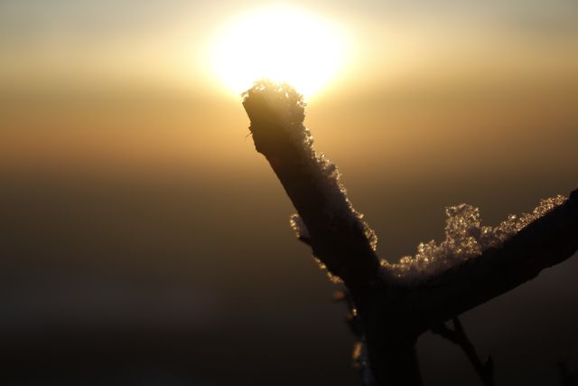 Close-up view of a snow-covered branch against a glowing golden sunset. Useful for themes related to winter, nature, tranquility, and seasonal beauty. Ideal for social media posts, holiday cards, nature blogs, and backgrounds.