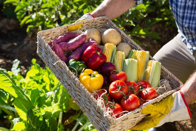 Man holding a basket filled with freshly harvested vegetables including tomatoes, corn, peppers, and potatoes in a garden. Ideal for use in articles about organic farming, healthy eating, sustainable agriculture, and local produce. Perfect for promoting farm-to-table concepts and gardening tips.