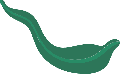 abstract green leaf-wave on transparent background fluid modern design - Download Free Stock Videos Pikwizard.com