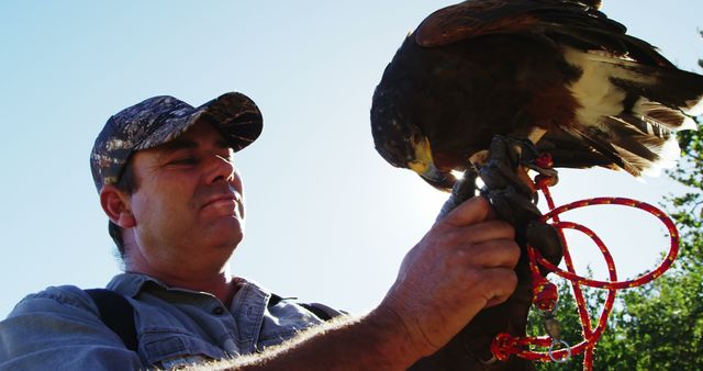 Middle-aged man wearing camouflage cap holding and training falcon with red ropes. Sunlit outdoor environment. Useful for wildlife conservation, bird training, falconry techniques, professional animal care, outdoor activities imagery.