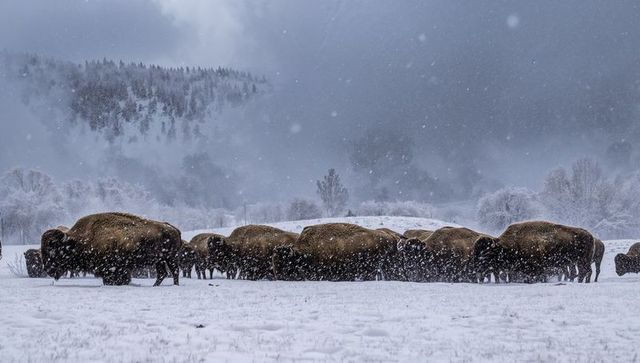 Bison herd grazing in snowstorm on frosted plain with misty forested hills