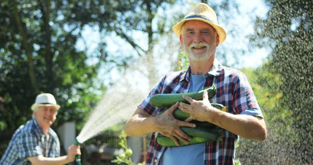 Senior Men Harvesting Zucchini and Watering Plants in Sunlit Garden - Download Free Stock Photos Pikwizard.com