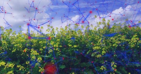Rural Meadow with Digital Connections Overlaying Yellow Flowers