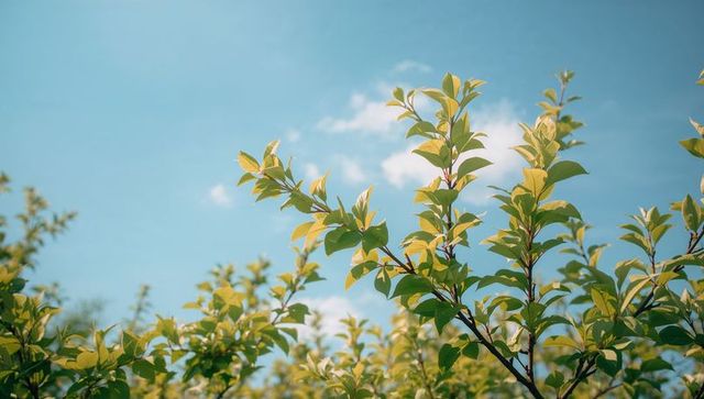 Sunlit green-yellow shrub branches reaching toward blue sky, fresh spring foliage close-up