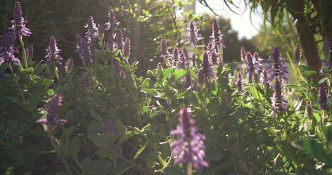 Backlit purple blooms glowing in golden hour garden close-up with sun flare