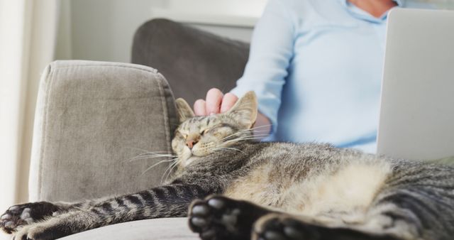 Cat lying on couch while getting petted by person with laptop in background. Suitable for themes related to home comfort, pet companionship, relaxation, work-life balance, remote working.