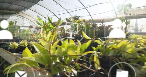 Sunlit greenhouse plants thriving under glass roof with UI overlay showing nursery rows