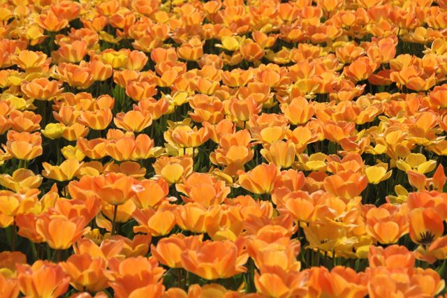 Vibrant field of blooming orange tulips under sunlight, showcasing the beauty of spring. Perfect for use in nature-themed articles, gardening blogs, spring event promotions, or flower arrangement designs.