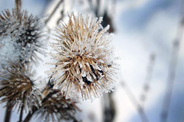 Detailed close-up of a thistle covered in frost. Ice crystals highlight the intricate patterns of the spiky plant, capturing the essence of winter. Ideal for use in nature blogs, seasonal articles, and winter-themed marketing materials.