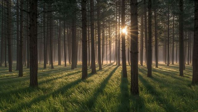 Sunbeams streaming through pine grove at golden hour casting long shadows over grass