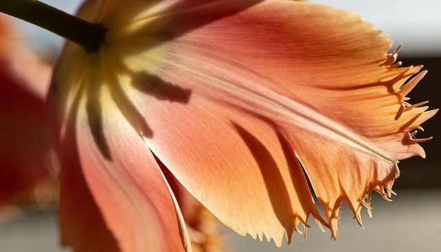 Sunlit fringed tulip petal macro translucent veins, backlit glow and shadow detail