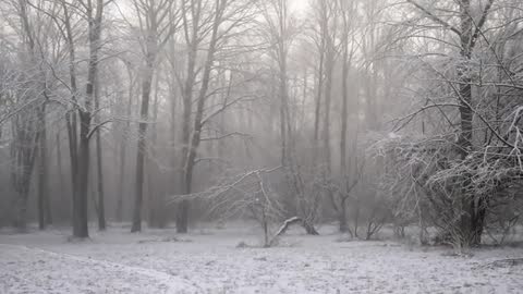 Drifting Snow in Foggy Winter Woods | Bare Trees Softening Woodland Clearing, Faint Path