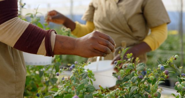 Farm workers are harvesting berries in a greenhouse. The photo showcases two people's hands picking ripe berries from plants, highlighting a sustainable and organic farming process. This image can be used for projects related to agriculture, organic food production, farming activities, teamwork, and sustainable living.