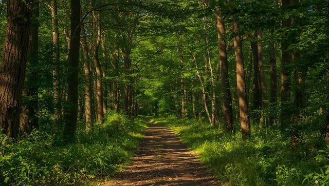 Sun-dappled dirt trail stretching through lush deciduous forest canopy