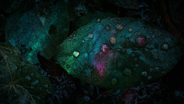 Glowing teal and magenta droplets resting on iridescent wet leaf macro