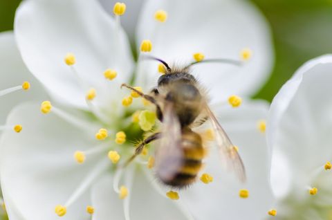 Bee Pollinating Flower in Springtime Garden