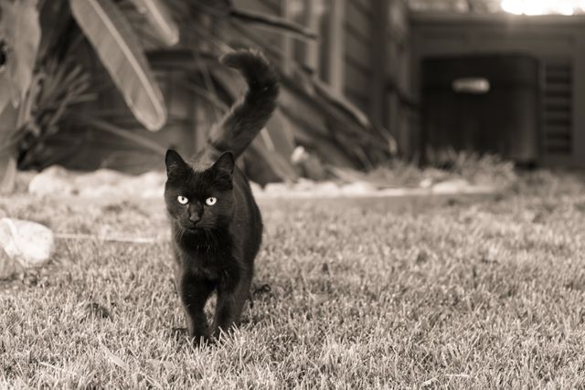 Black cat walking confidently on grassy lawn in sepia tone. Could be used to convey themes of mystery, curiosity, domestic animals, and outdoor environments. Ideal for pet-related websites, blogs, and articles about cat behavior or outdoor exploration.