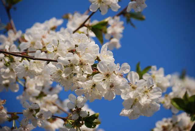 Cherry Blossoms in Bloom Against Clear Blue Sky - Download Free Stock Photos Pikwizard.com