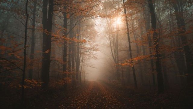 Misty Autumn Forest Path with Gentle Sunlight