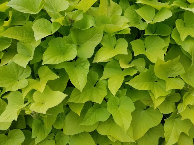 Lush Green Sweet Potato Vine Leaves Forming Dense Foliage - Download Free Stock Photos Pikwizard.com