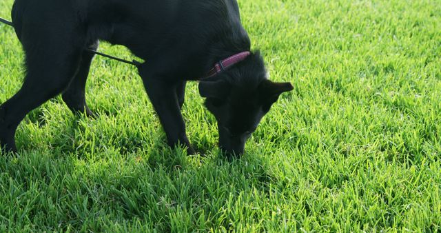 Black dog sniffing grass in bright green field. Perfect for pet care advertisements, articles on dog behavior, and outdoor activity promotions.