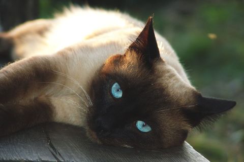 Siamese cat with striking blue eyes lounging on wooden deck in soft sunlight