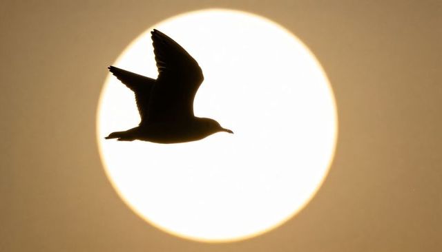 Seagull silhouette gliding across giant sun disc at sunrise minimal golden sky