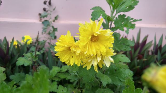 Yellow Flowers in Garden After Rain - Download Free Stock Photos Pikwizard.com