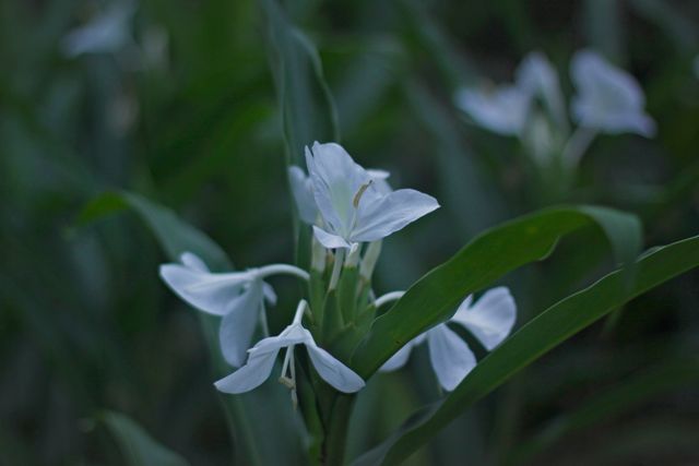 White ginger lily blooming among green leaves in a garden. Ideal for use in gardening blogs, botanical studies, and nature-themed websites. Perfect for illustrating tropical plant species or adding a touch of natural beauty to decor projects.