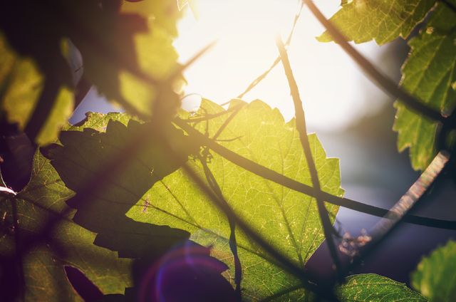 Large green leaves illuminated by sunlight with lens flare in the background, creating a serene and dreamy atmosphere. Ideal for use in nature-themed content, environmental campaigns, and wellness websites or blogs to evoke a sense of tranquility and connection to nature.