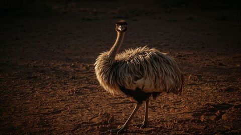 Emu standing on rugged desert terrain at sunset