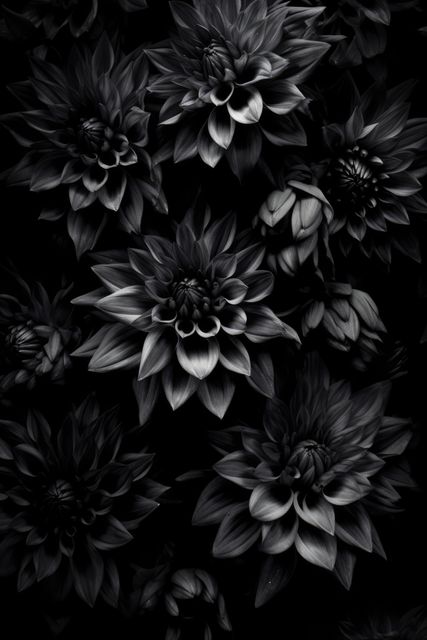 Monochrome close-up captures intricate details of flowers with dramatic lighting highlighting their textures. Suitable for use in artistic projects, backgrounds, nature-themed designs, and decor. Great for evoking a moody and elegant atmosphere.