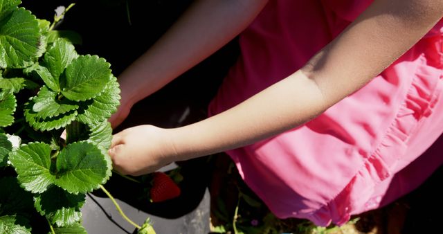 Caucasian girl picks strawberries in a sunny garden. She's learning about plant growth and healthy eating outdoors.