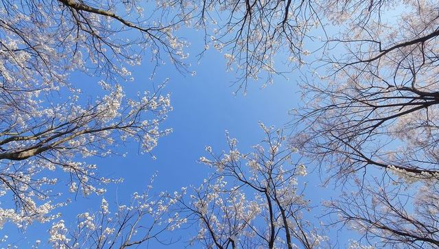 Framing reaching white blossom canopy against clear blue sky in spring grove
