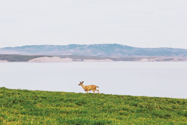 Deer grazing calmly on open plain with distant mountain and lake background. Perfect for nature, wildlife, landscape, and outdoor themes. Suitable for use in environmental, wildlife conservation, and tranquil scenes.