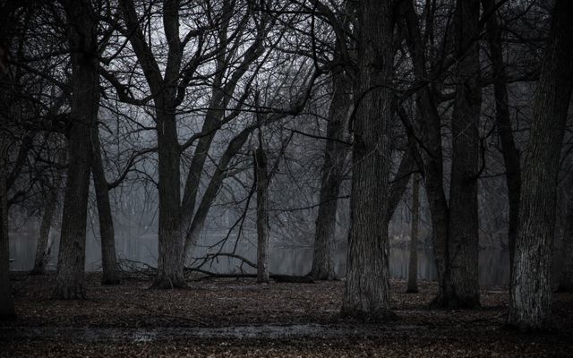This haunting winter forest scene with bare trees creates a spooky, eerie atmosphere, perfect for themes around mystery, wilderness, and eerie settings. Ideal for book covers, thrillers, horror films, environmental studies, and promoting nature preserves or adventure tourism.