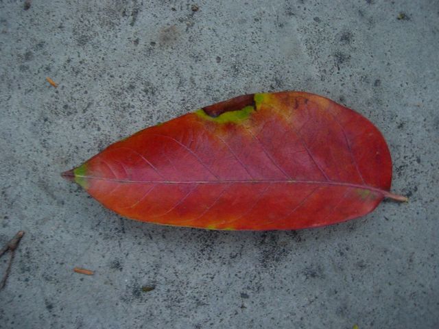Close-up view of a vibrant red leaf lying on a concrete surface. Great for illustrating autumn season in blog posts, nature-themed articles, eco-friendly campaigns, or materials highlighting fall foliage. Perfect for backgrounds, presentations, or art projects emphasizing natural textures and colors.