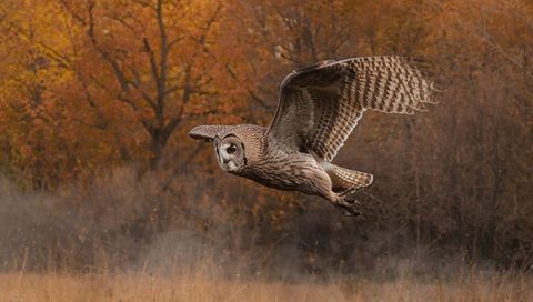 Owl with Broad Wings Soaring Amongst Vibrant Autumn Foliage